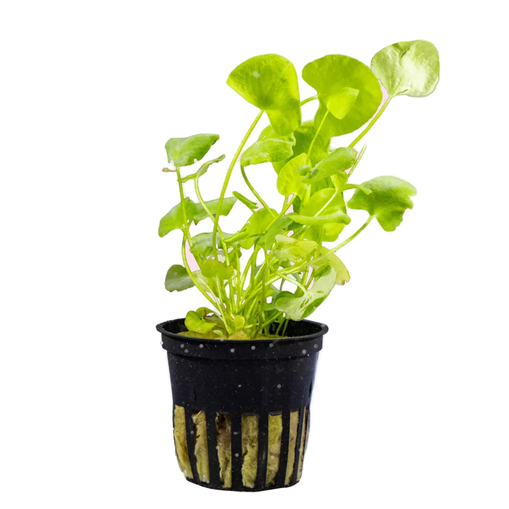 Taiwan Lotus (Nymphoides Hydrophylla ‘Taiwan’) - Aquatic Plant Information by Valley Aqua