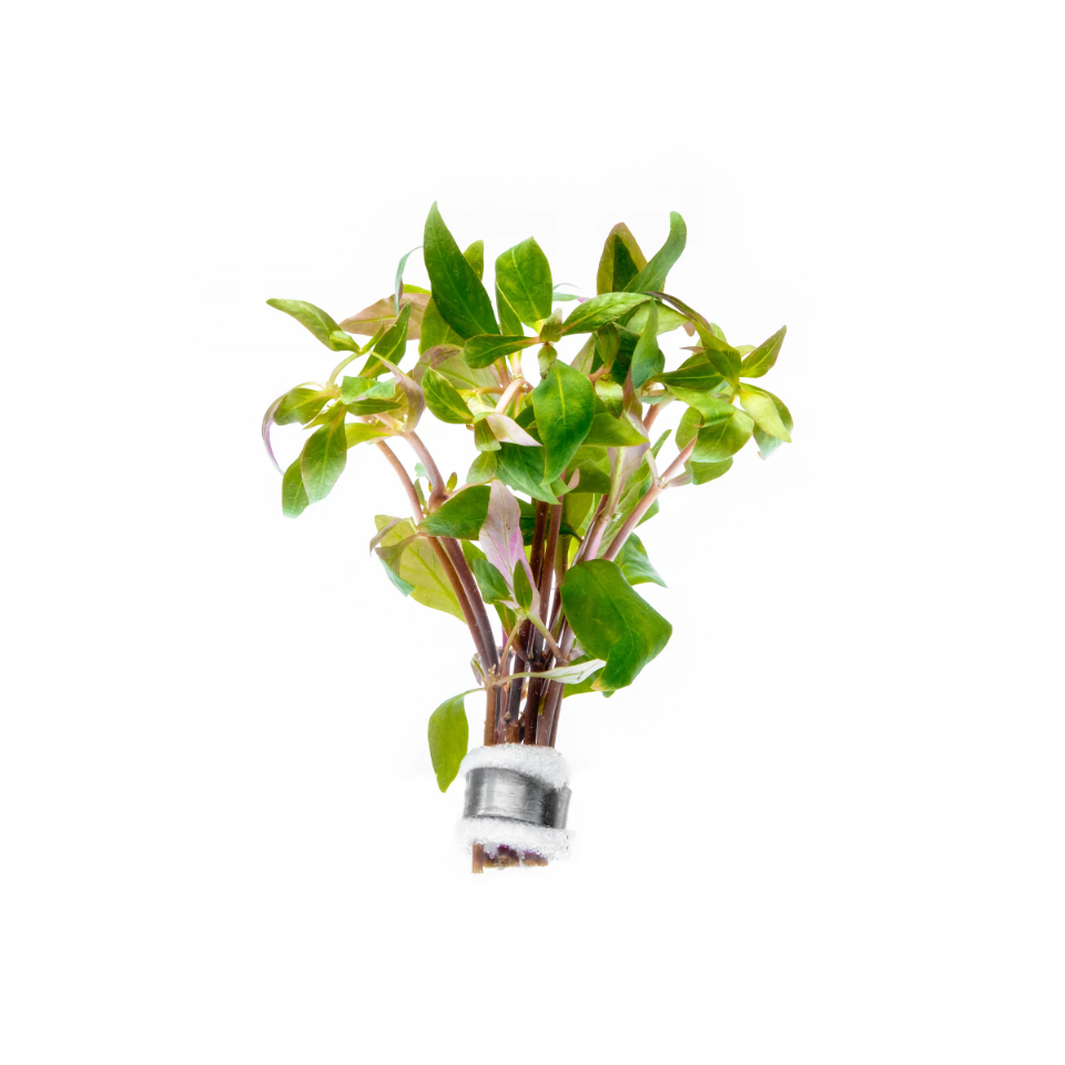 Alternanthera Reineckii Green - Aquatic Plant Information by Valley Aqua