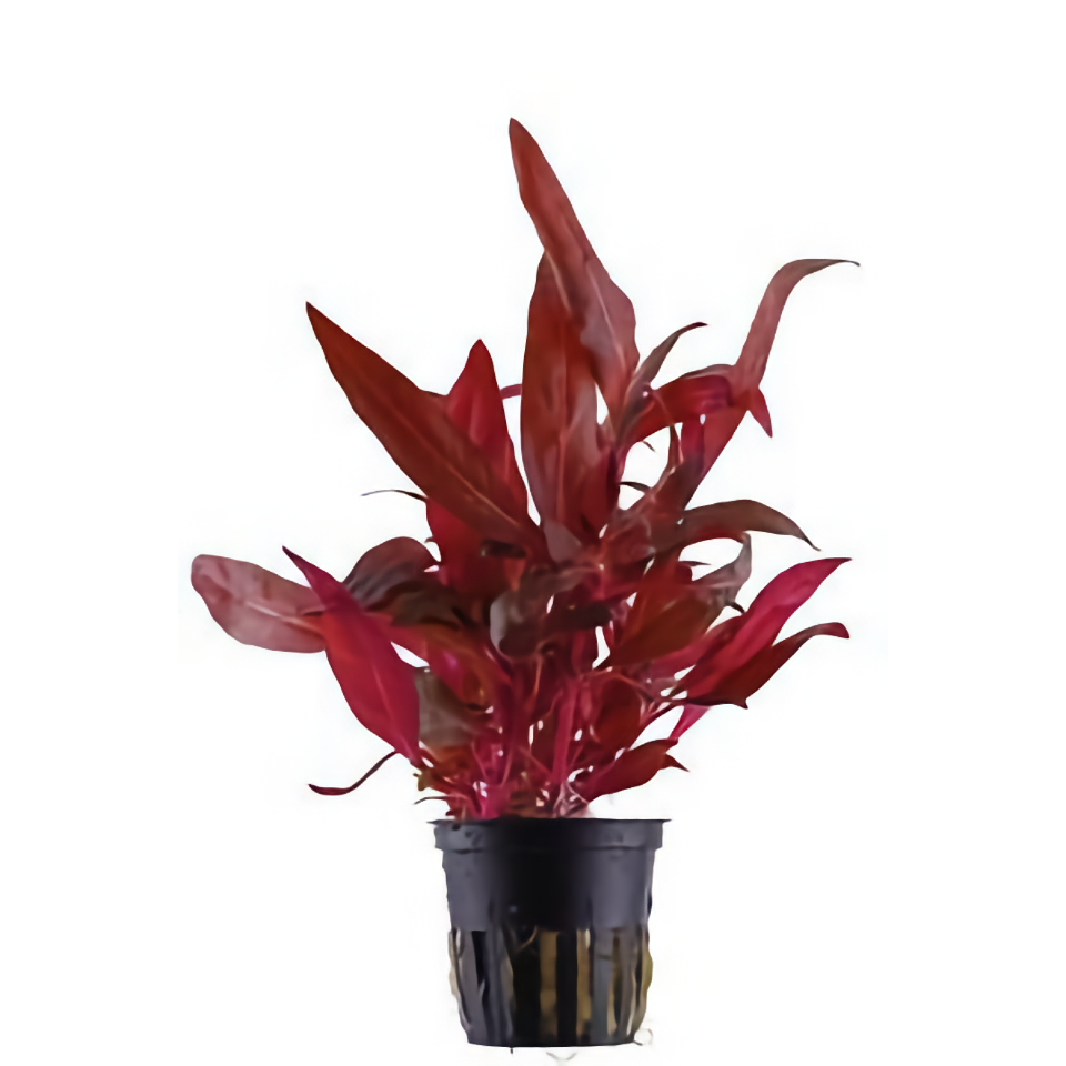 Alternanthera reineckii Pink - Aquatic Plant Information by Valley Aqua