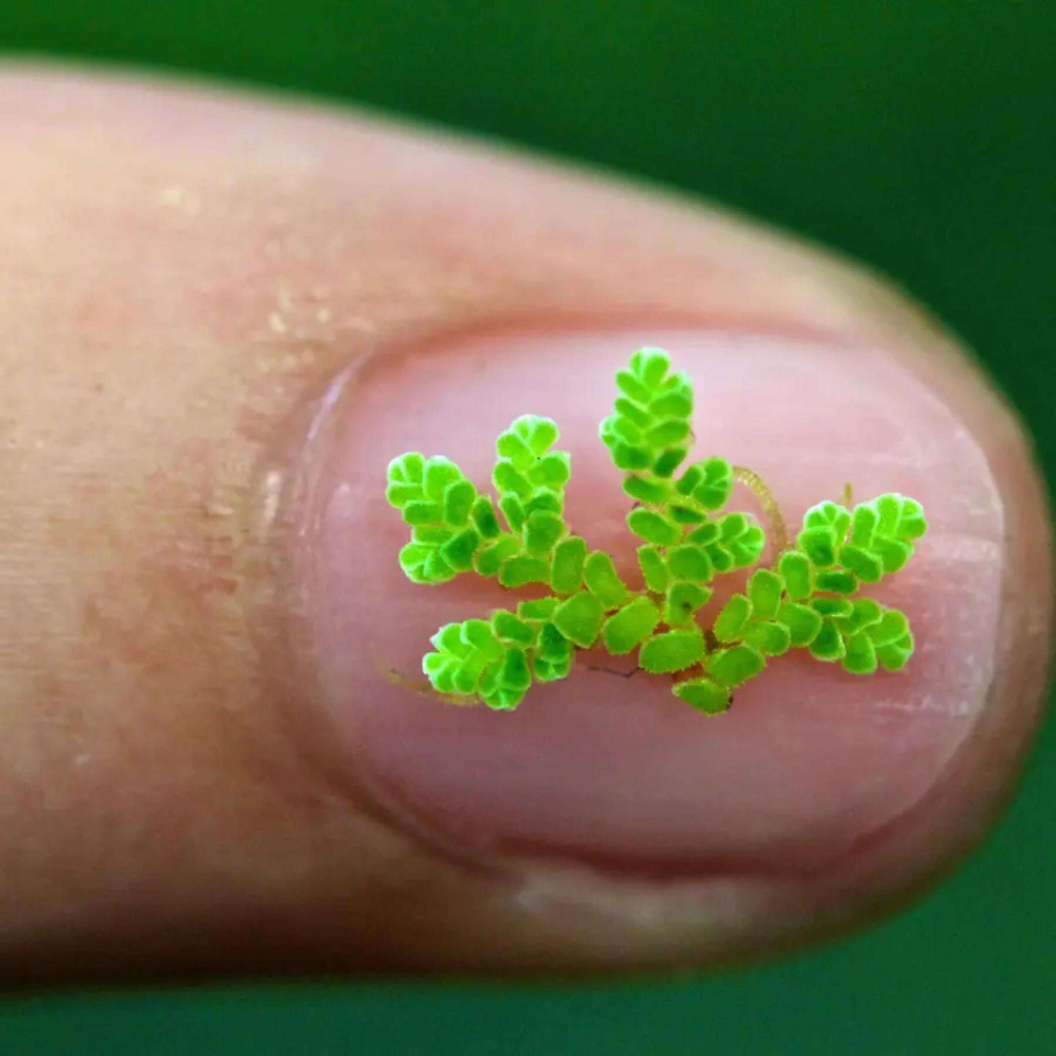 Azolla - Fairy Moss Floating Pond Plant - Aquatic Plant Information by Valley Aqua