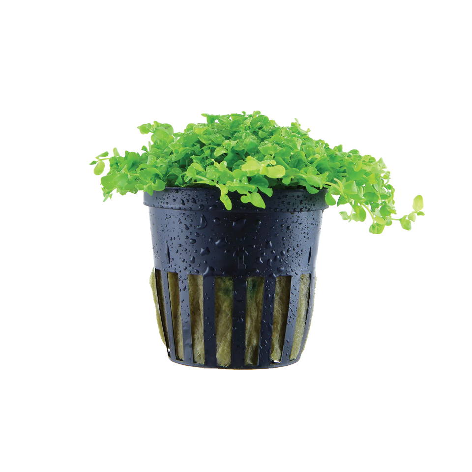 Micranthemum tweediei 'Monte Carlo' - Aquatic Plant Information by Valley Aqua