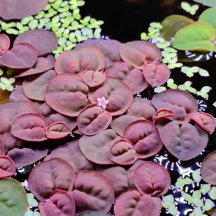 Red Root Floater - Aquatic Plant Information by Valley Aqua