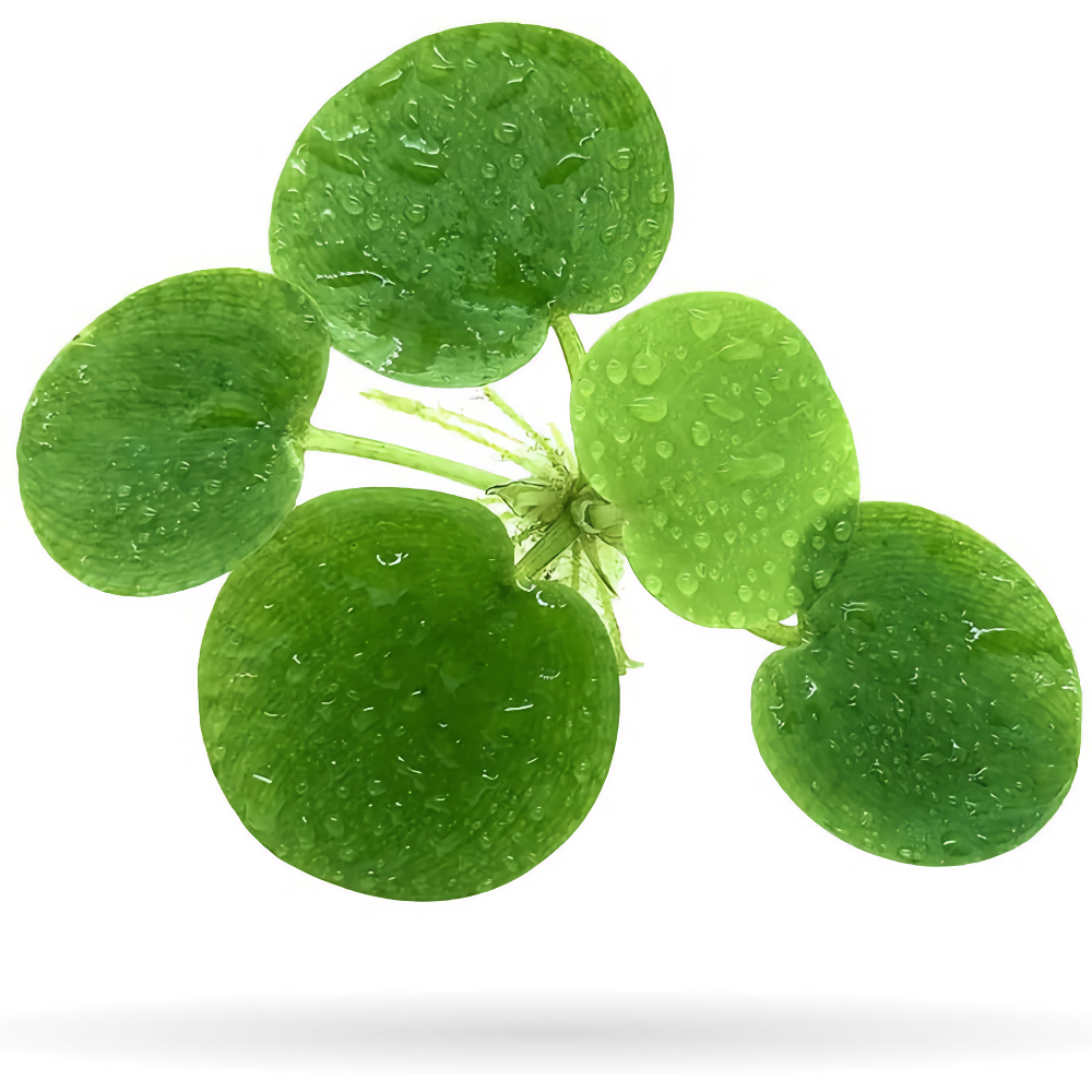 Amazon frogbit - Aquatic Plant Information by Valley Aqua