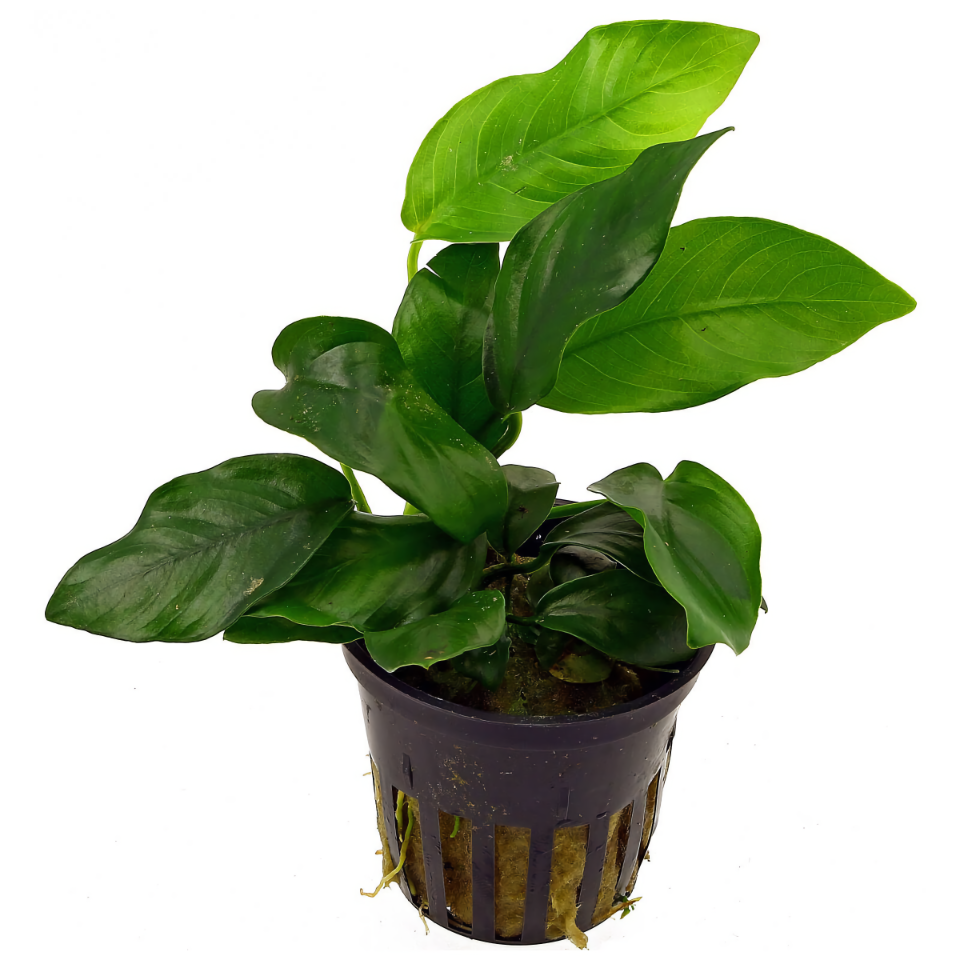 Anubias barteri var. nana - Aquatic Plant Information by Valley Aqua