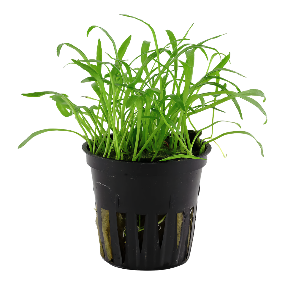 Lilaeopsis brasiliensis (Newzealand Grass) - Aquatic Plant Information by Valley Aqua