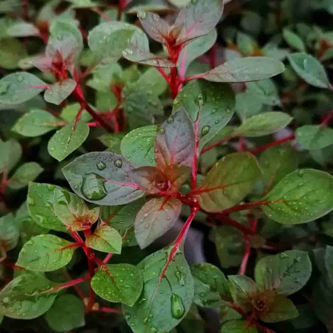 Ludwigia sp. 'Super red' - Aquatic Plant Information by Valley Aqua